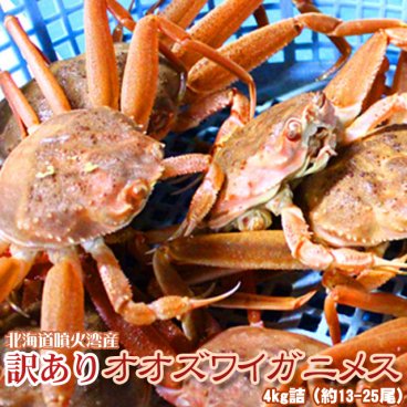 オオズワイガニ メス 活 訳あり 北海道産 4kg（約13−25尾入） 身入り7分前後 送料無料 ※沖縄送料別途加算