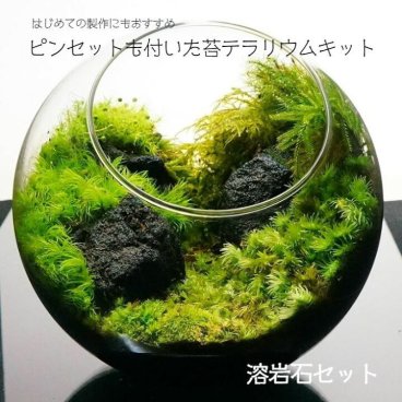 【スターターキット】溶岩石 苔テラリウム 作成キット 8-16cm 苔セット 苔 ギフト プレゼントにも