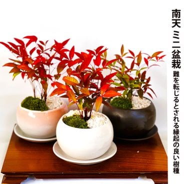 人気ギフト盆栽 南天 細葉赤南天 実生 縁起物 送料無料 日時指定可 育て方ガイド付 ラッピング無料 記念樹 鉢植え シンボルツリー 日本庭園 苔リウム 盆栽 室内鑑賞 初心者 おしゃれ 花 誕生日 引っ越し 還暦 退職 お祝い 母の日 父の日 プレゼント