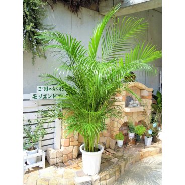 アレカヤシ 10号  ヤシの木 インテリア 観葉植物 新築祝い 開店祝い ギフト リゾートグリーン お洒落