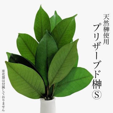 プリザーブドフラワー榊Ｓ 天然榊使用 神具 お供え 神棚 お盆 新盆 祭 新御霊祭 祖霊舎