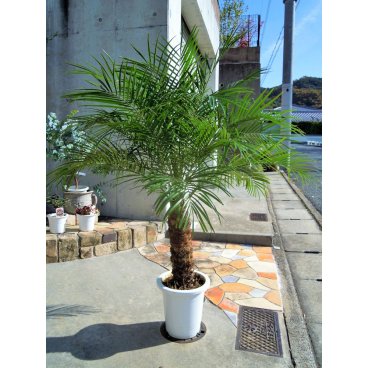 フェニックスロベレニー 8号(104:シンノウヤシ)観葉植物 シンボルツリー 新築祝い 開店祝い  ドライガーデン 椰子 オシャレ ロックガーデン ヤシの木