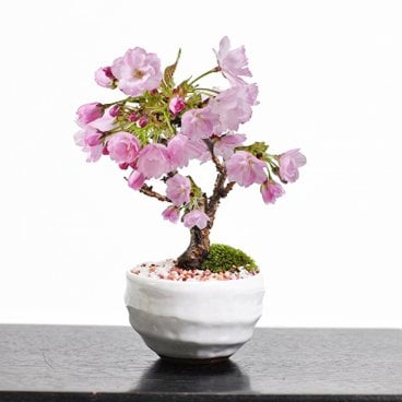 送料無料 桜 ミニ盆栽 ミニ桜 桜の鉢植えを楽しむなら盆栽がおすすめ 自宅でお花見 桜盆栽 桜 シックなモダン盆栽 ミニサイズの旭山桜【ミニ桜の盆栽 白波和鉢 盆栽ギフト かわいい おしゃれ 初心者 贈り物 ギフト プレゼント 誕生日 バレンタイン さくら 母の日 sakura bonsai ぼんさい】