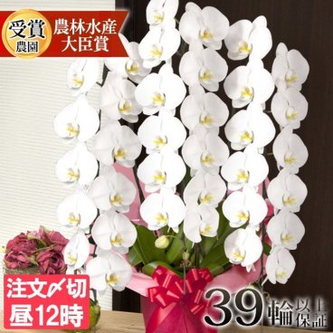 胡蝶蘭 大輪 ３本立ち 蕾含む39輪以上 送料無料 ヤマト [r-tai0007-f] 開店祝い 開業 誕生日 長寿 結婚記念日 金婚式 お供え 生花 株主総会 選挙 当選 祈願 仏花 お悔み 開院 開業 移転 ギフト 贈り物 還暦 古希 喜寿 傘寿 米寿 卒寿 白寿 百寿 御供 受賞 受章 退職 就任 栄転 昇進 新築 竣工 落成 新装 周年記念 式典 発表会 内祝 年忌 法要