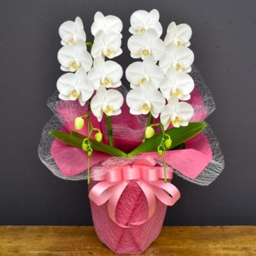 【胡蝶蘭スーパーアマビリス2本立ち】 生花 鉢花 胡蝶蘭 白 ミディ お祝い 誕生日 母の日 敬老の日 長寿祝い 開店祝い 開業祝い お祝い 昇進祝い 昇格祝い 就任祝い お供え お盆 新盆 お彼岸 法要 命日 仏事 オフィス 送料無料 メッセージカード無料 ラッピング無料 ギフト プレゼント ラン 陶器鉢植え
