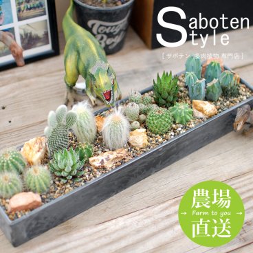 【サボテン 多肉植物 サボテンジオラマ/Plastic Pot レクトＬ】【農場直送】寄せ植え アレンジ ミニサボテン インテリア 観葉植物