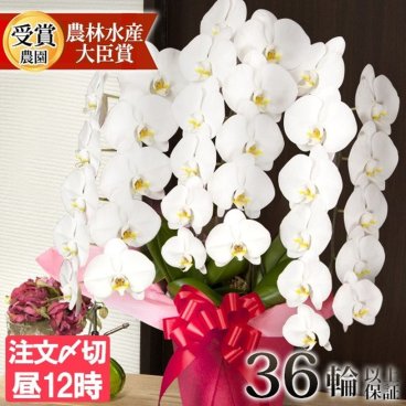 胡蝶蘭 大輪 ３本立ち 蕾含む36輪以上 送料無料 ヤマト [r-tai0009-f] 開店祝い 開業 誕生日 長寿 結婚記念日 金婚式 お供え 生花 株主総会 選挙 当選 祈願 仏花 お悔み 開院 開業 移転 ギフト 贈り物 還暦 古希 喜寿 傘寿 米寿 卒寿 白寿 百寿 御供 受賞 受章 退職 就任 栄転 昇進 新築 竣工 落成 新装 周年記念 式典 発表会 内祝 年忌 法要