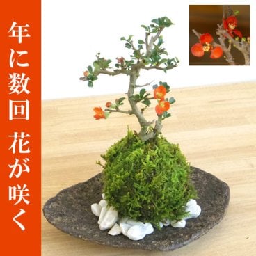 年に数回可憐な花が楽しめます。名前も縁起がいいでしょ？【紅長寿梅（べにちょうじゅばい）の苔玉・くらま岩器セット】