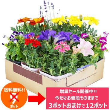 今だけ増量中！花苗 セット 送料無料 夏 のお花おまかせ9ポット 今だけ9ポット⇒12ポットに増量中！ガーデニングに最適です。 沖縄・離島を除く