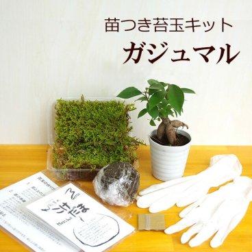 苔玉作成キット 植物苗がついている 苔玉キット 苗付（ガジュマル） 手作り 初心者 こけだまの材料 かんたん作成キット 苗・苔・苔玉用に配合した土・糸・作り方のしおりセット・樹種別育て方のしおりセット 苔 こけ コケ コケダマ こけ玉