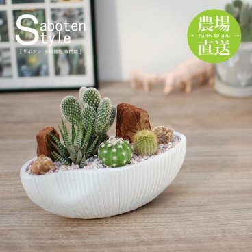 【サボテン 多肉植物 4種類 寄せ植え（白桃扇入り）/舟形ＰＯＴ S】【農場直送】寄せ植え アレンジ ミニサボテン インテリア 観葉植物