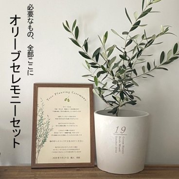 【植樹の儀オリーブ】送料無料// 結婚証明書 名入れ ゲスト参加型 植樹の儀 植樹セレモニー オリーブ植樹 オリーブの樹 記念樹  ウェディング 結婚式 ウェルカムスペース 結婚式準備 プレ花嫁 結婚式演出 観葉植物 おしゃれ