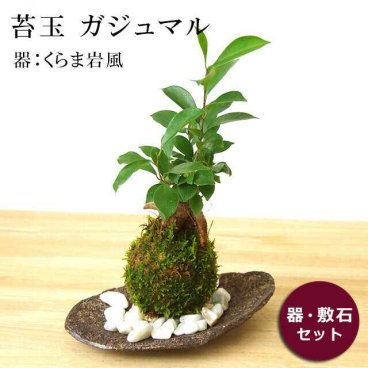 縁起良い 幸運の木 ユニーク 人気 沖縄  ガジュマルの苔玉・くらま岩器セット 苔 こけ コケ コケダマ こけ玉