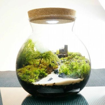 LEDライト付 ボトルテラリウム 16cm 苔テラリウム 完成品 見上げた川の先には テラリウム プレゼント 木化石 ギフトにも テラリウム プレゼント 木化石 観葉植物 母の日 父の日 苔 テラリウム おしゃれ 贈り物 インテリア グリーン ギフト