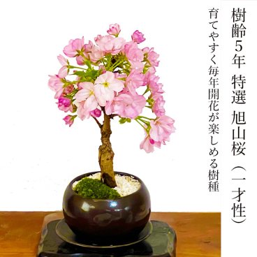 盆栽 旭山桜 八重桜 鉢植え 桜の木 日時指定可 ギフト 無料 ミニ盆栽 八重咲 30以上の蕾をつけた八重桜 盆栽 桜 ミニ 趣味 初心者 室内 おしゃれ 桜鉢植え 誕生日 お祝い ギフト プレゼント フラワーギフト