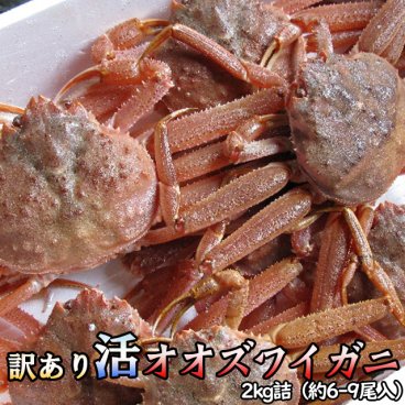 訳あり 活オオズワイガニ 2kg詰 身入り7割前後 送料無料 ※沖縄は送料別途加算
