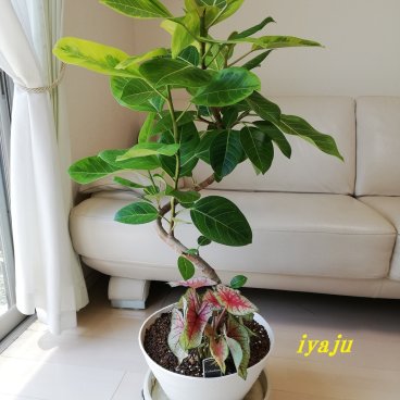 アルテシマゴム　１１号　新築祝い　開店祝い　観葉植物