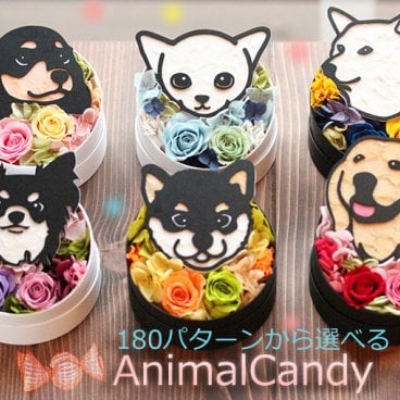 「アニマルキャンディ」プリザーブドフラワー 母の日 ギフト プレゼント 花 誕生日  フラワーアレンジメント 犬 猫 うさぎ  ペット メモリアル プリザーブドフラワーボックス フラワーボックス ボックスフラワー 父の日