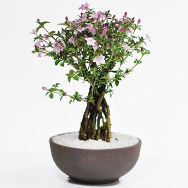 送料無料 根上がりの香丁木(コウチョウギ) 観葉植物 鉢植え 和 贈り物 趣味 プレゼント 退職 母の日 父の日 誕生日 シニア 昇進 祝い 開店 香丁木(コウチョウギ)【香丁木 盆栽 ミニ香丁木の盆栽 自然 和 ギフト 盆栽 開店 お祝い 退職 ラッピング 母の日 父の日 敬老の日 誕生日】