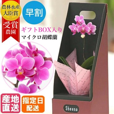 ギフトBOX入り マイクロ胡蝶蘭 1本立 2.5号 ピンク系 