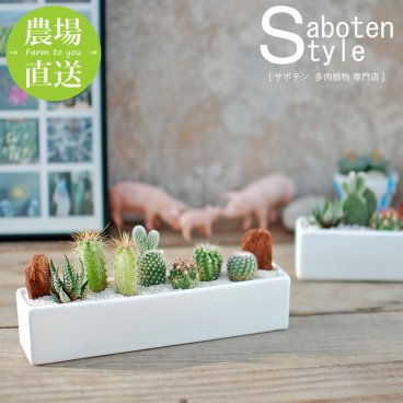 【サボテン 多肉植物 6種類 寄せ植え/レクト L】【農場直送】寄せ植え アレンジ ミニサボテン インテリア 観葉植物