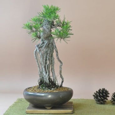 送料無料 盆栽 根上りの黒松盆栽 観葉植物 鉢植え 和 贈り物 趣味 プレゼント 退職 母の日 父の日 誕生日 シニア 昇進 祝い 開店 根上りの黒松盆栽【盆栽 ミニ 根上りの黒松盆栽　樹齢ウン百年のような趣を感じさせる盆栽 父の日 母の日 定年退職 贈り物 ギフト 誕生日 プレゼント 松 盆栽 植物 園芸 趣味 鉢 ギフト 盆栽 開店 お祝い 退職 敬老の日 誕生日】