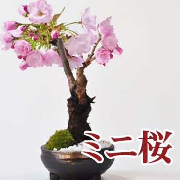 送料無料 桜 盆栽 さくら ミニ桜 盆栽 旭山桜 観葉植物 鉢植え 和 贈り物 趣味 プレゼント 退職 母の日 父の日 誕生日 落葉【桜のミニ盆栽（桜 盆栽　bonsai　ボンサイ　さくら ミニ盆栽 桜盆栽 お祝い 花見 開花 満開 鉢植え 園芸 1才桜 専門店）送料無料 ギフト 盆栽 開店 お祝い 退職 ラッピング 母の日 父の日 敬老の日 誕生日】