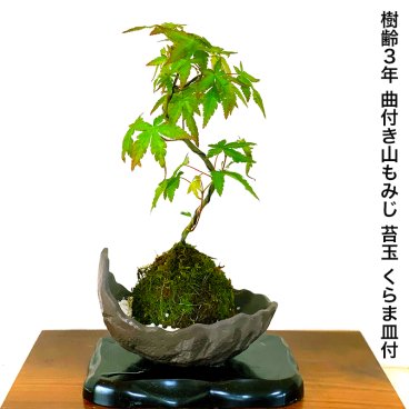 苔玉 盆栽 曲幹山もみじ 即日出荷 ミニ盆栽 育て方ガイド付 送料無料 ミニ盆栽 還暦 癒し 室内 初心者 引っ越し祝い 誕生日 ギフト 母の日 父の日 プレゼント 敬老の日
