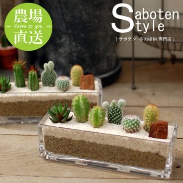 【サボテン 多肉植物 5種類 寄せ植え/ガラスレクト】【農場直送】【選べる寄せ植えタイプ】寄せ植え アレンジ ミニサボテン インテリア 観葉植物