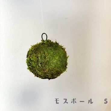 苔玉 つりこけだま モスボール Sサイズ コケボール つるす 吊り下げ苔玉 ハンギング MOSS BALL（モスボール） Ｓサイズ 小さい シンプル ハイゴケ こけだま 苔 こけ コケ コケダマ こけ玉