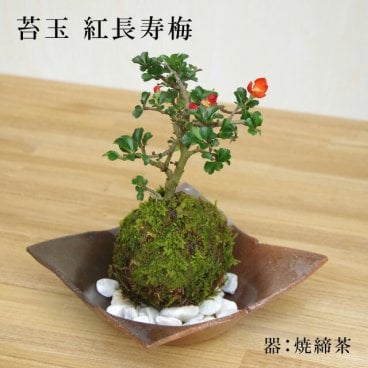 年に数回可憐な花が楽しめます。名前も縁起がいいでしょ？【紅長寿梅（べにちょうじゅばい）の苔玉・焼締茶器セット】