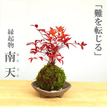 苔玉 南天 ナンテン 器つき 三つ足灰器セット 春から夏には緑色の新葉が秋からは真っ赤な葉  ナンテン 風水 難を転ずる 風水 縁起物 ギフト 贈り物 観葉植物 開運  紅葉 おめでたい 運気を上げる bonsai ミニ盆栽 風水 なんてん 苔 こけ こけだま