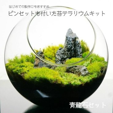 【スターターキット】青龍石 苔テラリウム 作成キット 8-16cm 苔セット 苔 ギフト プレゼントにも