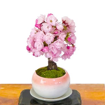 盆栽 旭山桜 苔装飾 日時指定可 ギフト 無料 ミニ盆栽 八重咲 20以上の蕾をつけた八重桜 盆栽 桜 ミニ 趣味 初心者 室内 おしゃれ 桜鉢植え 誕生日 お祝い ギフト プレゼント フラワーギフト
