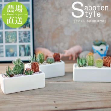 【サボテン 多肉植物 3種類 寄せ植え/レクト Ｓ】【農場直送】【選べるアレンジ】寄せ植え アレンジ ミニサボテン インテリア 観葉植物