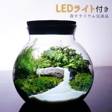 【完成品】選べる３サイズ LEDライト付 ボトルテラリウム 苔テラリウム 川の流れる風景 テラリウム プレゼント 木化石 観葉植物 母の日 父の日 苔 テラリウム おしゃれ 贈り物 インテリア グリーン ギフト