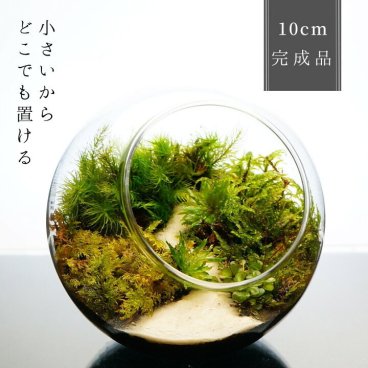 【完成品】 10cm 苔テラリウム テラリウム 沢のせせらぎ プレゼント 観葉植物 インテリア ラッピング対応 植物 贈り物 苔 テラリウム プレゼント 木化石 観葉植物 母の日 父の日 苔 テラリウム おしゃれ 贈り物 インテリア グリーン ギフト