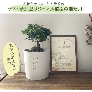 【植樹の儀ガジュマル】送料無料// 結婚証明書 名入れ ゲスト参加型 植樹の儀 植樹セレモニー ガジュマル植樹 ガジュマルの樹 記念樹 ウェディング 結婚式 ウェルカムスペース 結婚式準備 プレ花嫁 結婚式演出 観葉植物 おしゃれ