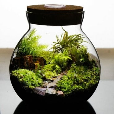 【完成品】LEDライト付 ボトルテラリウム 苔テラリウム 完成品 草原に続く道 テラリウム プレゼント 木化石 テラリウム プレゼント 木化石 観葉植物 母の日 父の日 苔 テラリウム おしゃれ 贈り物 インテリア グリーン ギフト