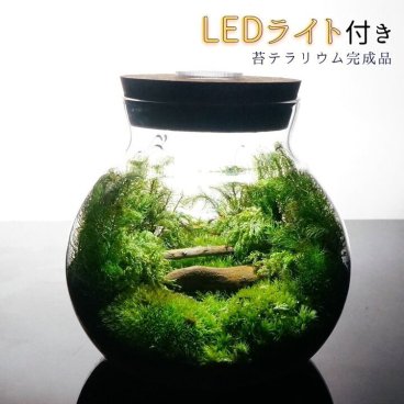 【完成品】LEDライト付 ボトルテラリウム 14cm 苔テラリウム 森の中の道で テラリウム プレゼント 木化石 観葉植物 母の日 父の日 苔 テラリウム おしゃれ 贈り物 インテリア グリーン ギフト