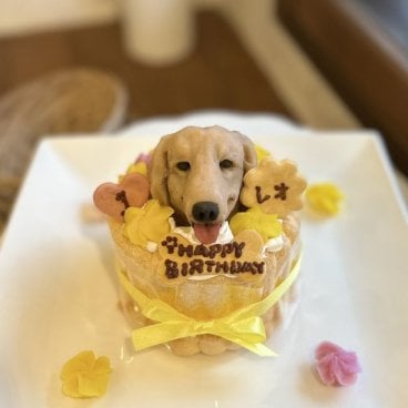 さつまいものシャルロット 3 わんちゃん用（犬）ケーキ 誕生日 お祝い