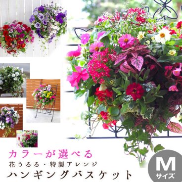 【送料無料】◆花うるる特製アレンジ・おまかせハンギングバスケット～Ｍサイズ◆　（開花期：１１月～４月）
