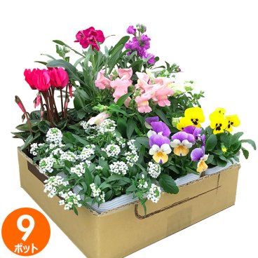 花苗 セット 送料無料 秋 のお花おまかせ9ポット ガーデニングに最適です。 沖縄・離島を除く
