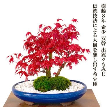 盆栽 もみじ 希少 本格 極上 盆栽 樹齢10年 双幹出猩々もみじ 紅葉盆栽 癒しの植物 部屋に飾る植物 もみじ盆栽 【盆栽 誕生日 プレゼント 盆栽 ミニ 部屋に飾る盆栽 シンボルツリー 引越し祝い もみじ モダン盆栽 盆栽ギフト 母の日 父の日 敬老の日】