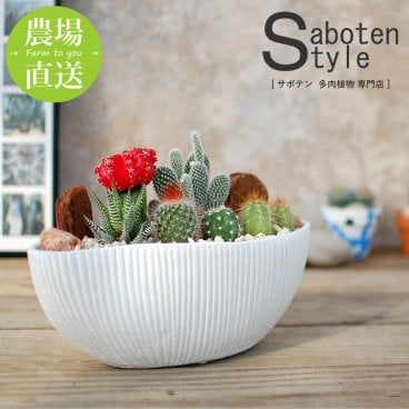 【サボテン 多肉植物 6種類 寄せ植え（緋牡丹入り）/舟形ＰＯＴ Ｍ】【農場直送】寄せ植え アレンジ ミニサボテン インテリア 観葉植物