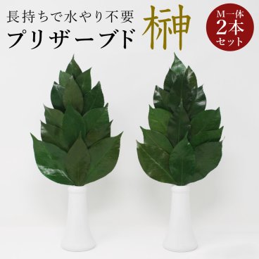 プリザーブド 榊 プレミアム Mサイズ（一対） 椿葉を実用新案取得製法加工 長持ちし水やり不要