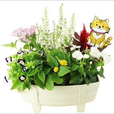 季節の寄せ植え 春夏 タル型鉢 白 ギフトにも最適な季節のお花を寄せ植えに【プレゼント ガーデンピック 玄関 ベランダ 送料無料 沖縄・離島を除く】