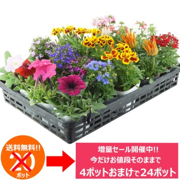 今だけ増量中！花苗 セット 送料無料 夏のお花おまかせ20ポット 今だけ20ポット⇒24ポットに増量中！ガーデニングに最適です。沖縄・離島を除く