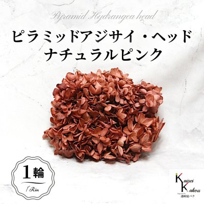 メール便で発送 大地農園！プリザーブドフラワー 「ソフトピラミッドアジサイ ナチュラルピンク 1輪分」 プリザ アジサイ 紫陽花 花材 ハーバリウム おしゃれ かわいい プレゼント 贈り物 オオチノウエン ソフトピラミッドアジサイ・ヘッド