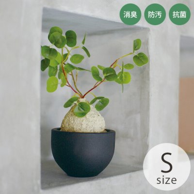 消臭アーティフィシャルグリーン ポット ラフィオナクメ S